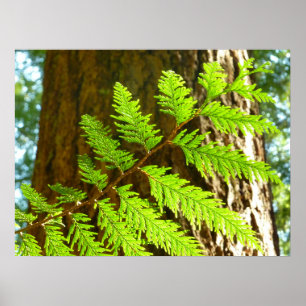 Affiche Faits saillants d'un arboretum de séquoias