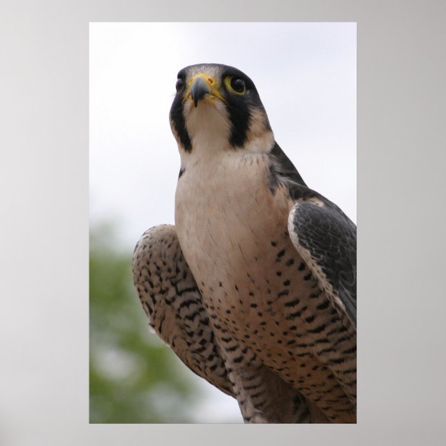 Affiche Falcon (Devant)