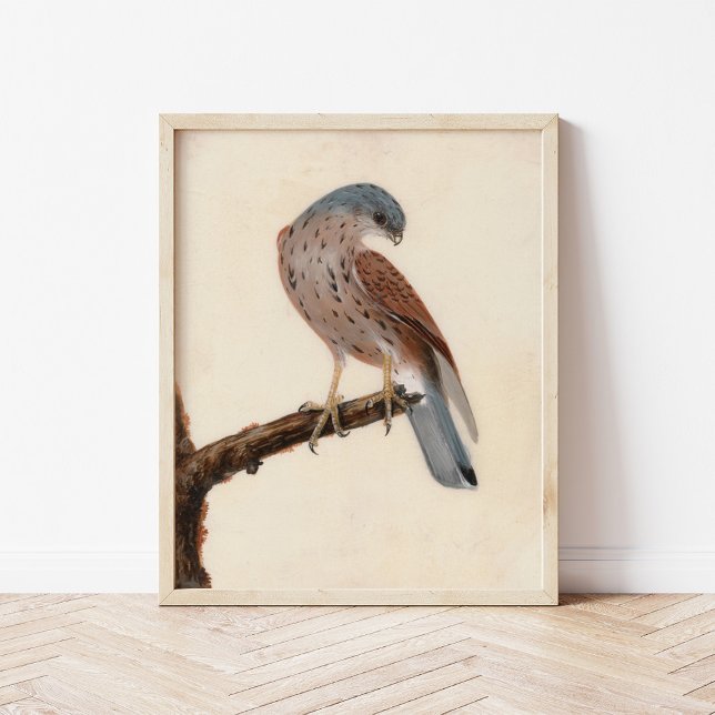 Affiche Falcon Hen Kestrel | William Lewin (Créateur téléchargé)