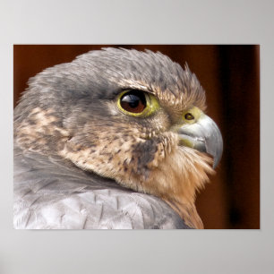 AFFICHE FALCON MERLIN OISEAU DE PROIE