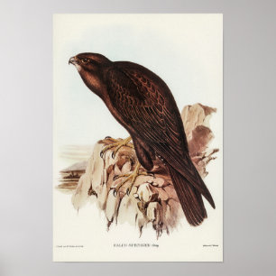 Affiche Falcon noir par Elizabeth Gould