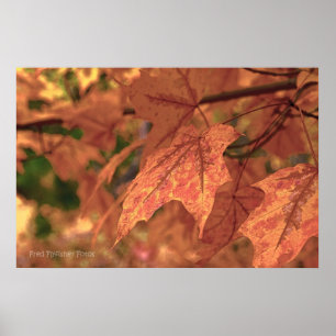 Affiche Fall Maple Feuille HDR