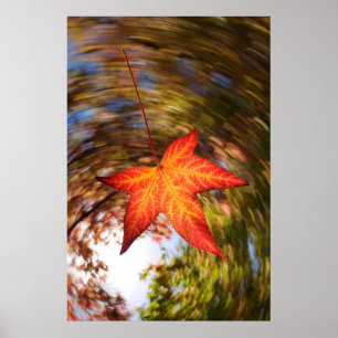 Affiche Falling Leaf d'un arbre en automne