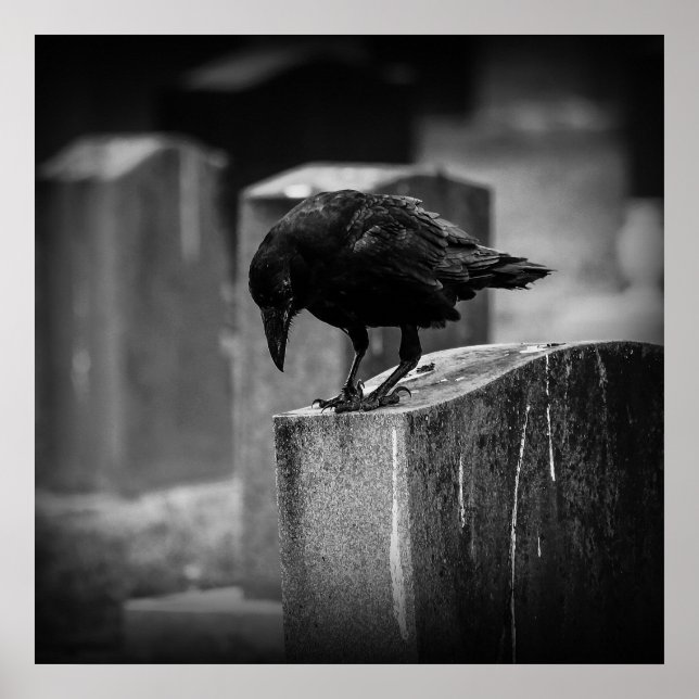 Affiche Falln Cemetery Crow (Devant)