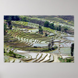 Affiche Fameuses rizières en terrasses de Yuanyang - Yunna