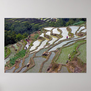Affiche Fameuses rizières en terrasses de Yuanyang - Yunna