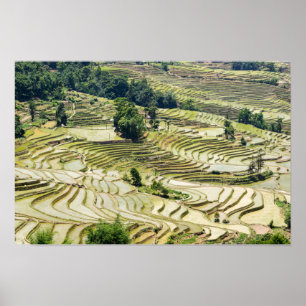 Affiche Fameuses rizières en terrasses de Yuanyang - Yunna