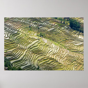 Affiche Fameuses rizières en terrasses de Yuanyang - Yunna