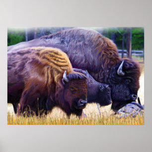 Affiche Famille American Bison
