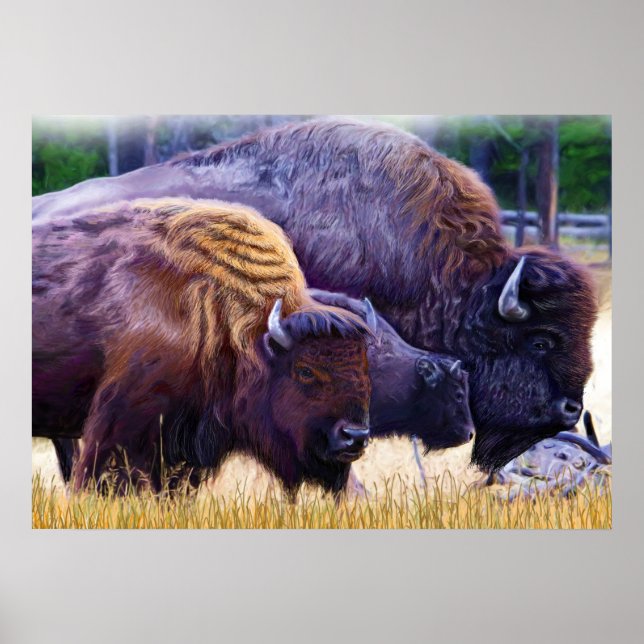 Affiche Famille American Bison (Devant)