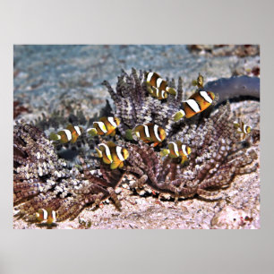 Affiche Famille Anenomefish de Clarke