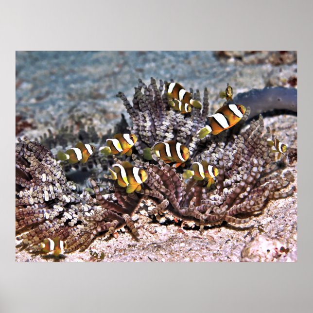 Affiche Famille Anenomefish de Clarke (Devant)
