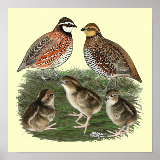 Affiche Famille Bobwhite Quail (Devant)