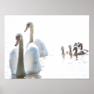 Affiche Famille Cygne Blanc avec Cygnets Pêle-Mêle Faune P