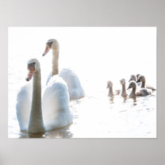 Affiche Famille Cygne Blanc avec Cygnets Pêle-Mêle Faune P