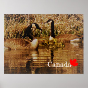 Affiche Famille de bernaches du Canada Bébés mignons Gosli