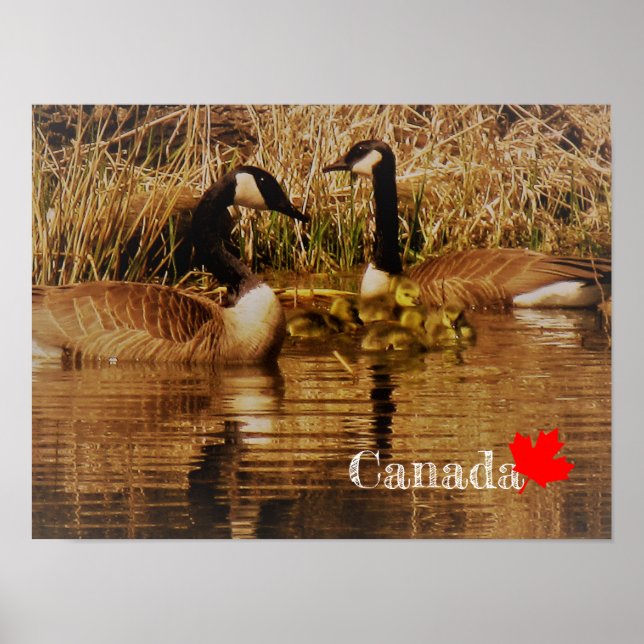 Affiche Famille de bernaches du Canada Bébés mignons Gosli (Devant)