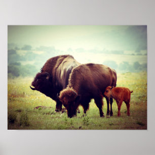 Affiche Famille de Buffalo Américain (Bison)