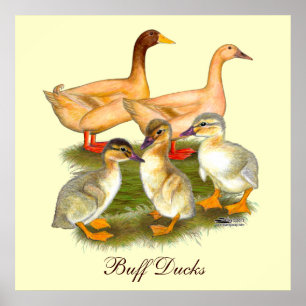 Affiche Famille de canards Buff Orpington