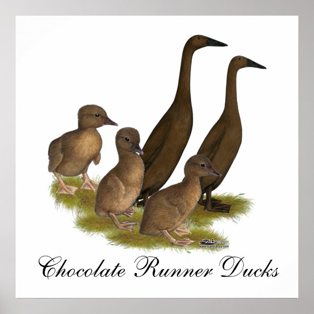 Affiche Famille de canards coureurs au chocolat (Devant)