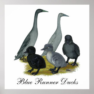 Affiche Famille de canards coureurs bleus