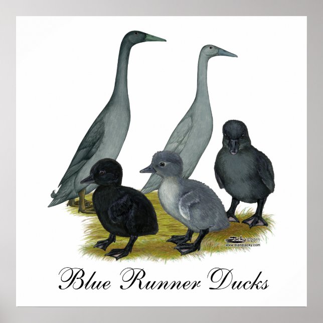 Affiche Famille de canards coureurs bleus (Devant)
