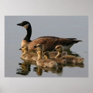 Affiche Famille de canards sauvages