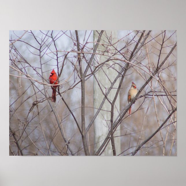 Affiche Famille de cardinal (Devant)