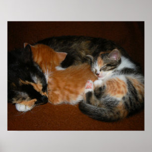 Affiche Famille de chatons endormis