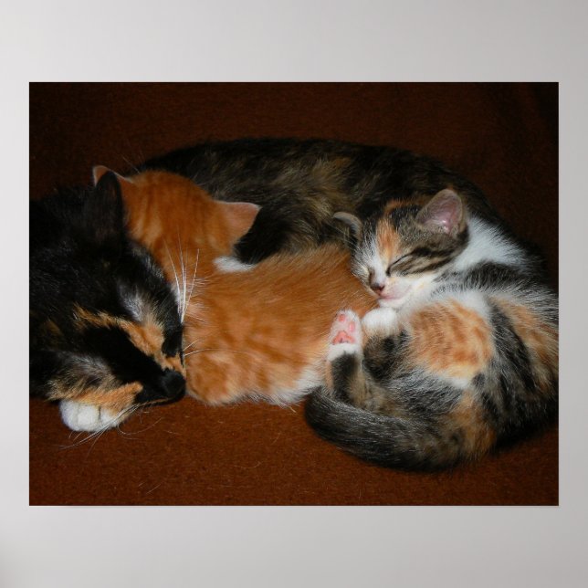 Affiche Famille de chatons endormis (Devant)