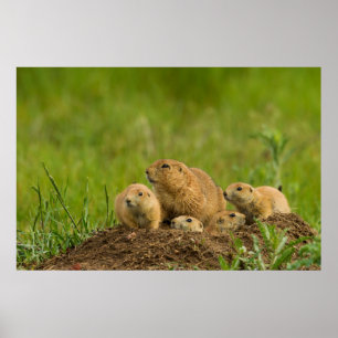 Affiche Famille de chiens des Prairies à Den