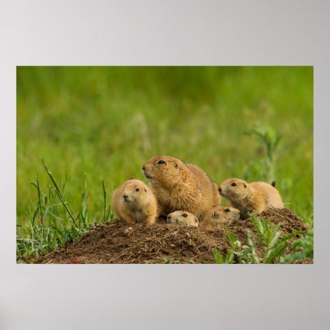 Affiche Famille de chiens des Prairies à Den (Devant)