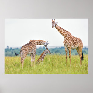 Affiche Famille de girafe des images   de Getty