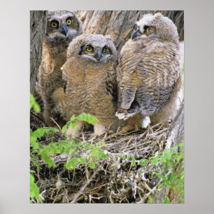 Affiche Famille de jeunes grands-ducs d'Amérique (Bubo vir
