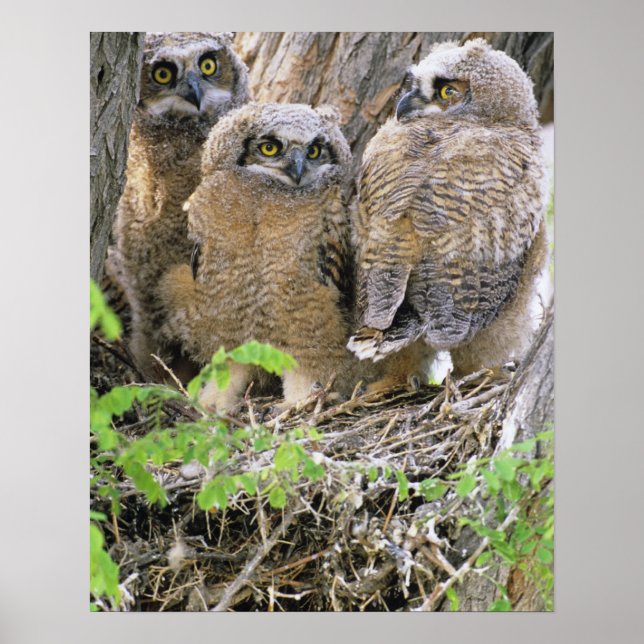 Affiche Famille de jeunes grands-ducs d'Amérique (Bubo vir (Devant)