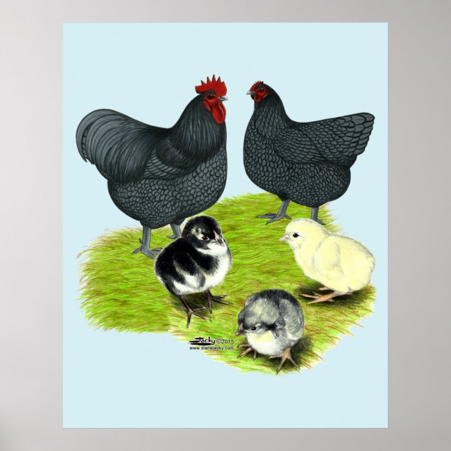 Affiche Famille de poules Orpington bleues (Devant)
