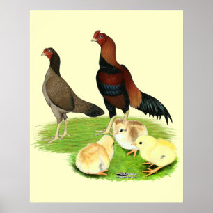 Affiche Famille de poulet Aseel Wheaten