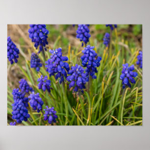 Affiche Famille de raisins Hyacinths