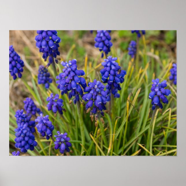 Affiche Famille de raisins Hyacinths (Devant)