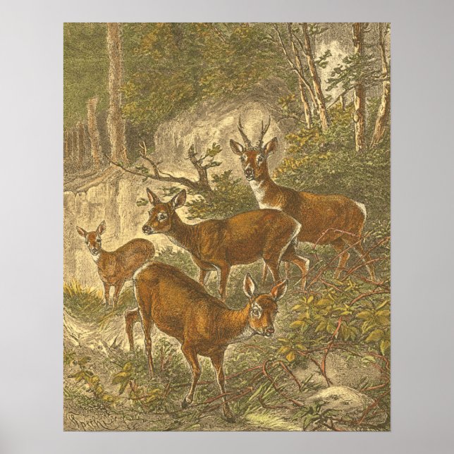 Affiche Famille de Roe - Cerfs dans une forêt (Devant)