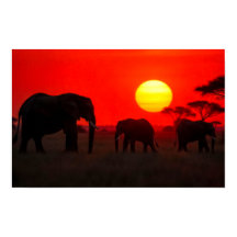 Famille d'éléphants au coucher du soleil