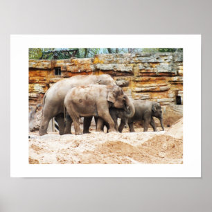 Affiche Famille d'éléphants indiens