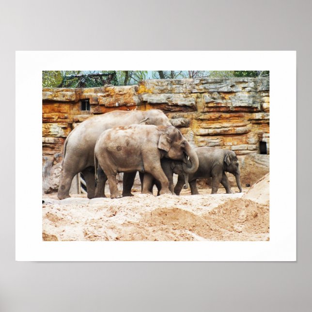 Affiche Famille d'éléphants indiens (Devant)