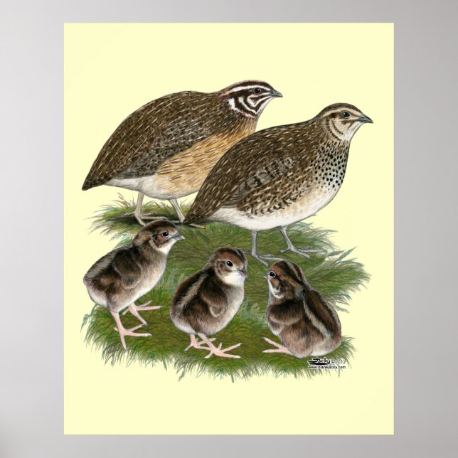 Affiche Famille des Cailles Coturnix (Devant)