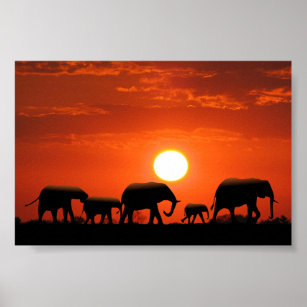 Affiche Famille des éléphants