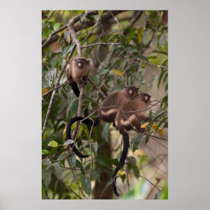 Affiche Famille des singes de Marmoset
