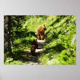 Affiche Famille d'ours Brown