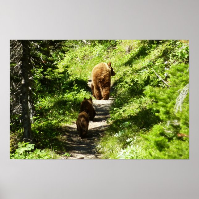 Affiche Famille d'ours brun (Devant)