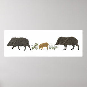 Affiche Famille Javelina Portrait Animaux du désert