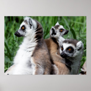Affiche Famille Lemur à queue de ceinture